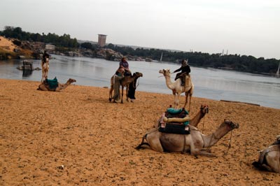 Camel Parking