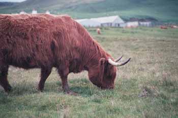 A great big highland cow